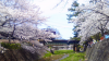 桜.jpg