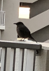 なんの鳥.jpg