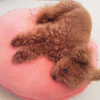 にゃんツイ 2011.07.12 02.jpg