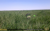 草原のISISちゃん - ISIS chan runs grassland (373).gif