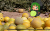 メロンの収穫 - Melon Harvest (308).png