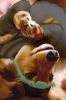 犬けも.jpg