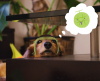 犬けも3.jpg