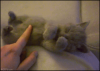 e75e5c98.gif