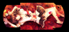 1000向け裏面　射命丸.png