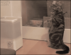 36d0a475.gif