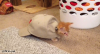 53b81b68.gif