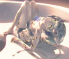 Dimension W ED.jpg