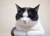 neko2.jpg