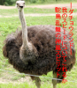 ダチョウ.PNG