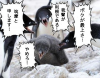 1時間半を出した提督に対するラバウル民の行動.jpg