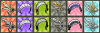 RoyalfaceC2r.png