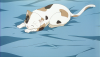 シャミ.jpg
