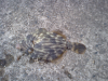 CA381248.JPG