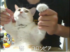 kuma1.jpg