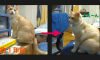 くまちゃんがいかに太ったか.jpg