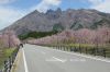 hanami.jpg