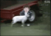 su1298892.gif
