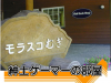 komugi_sam.jpg
