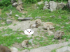 猿山.jpg