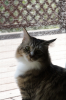 neko2177.jpg
