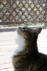 neko2178.jpg