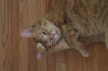 neko2171.jpg