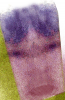 majspef1.jpg