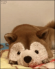a575b411.gif