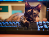 image_search_1630507963612.jpg