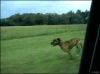 vipro-heim_243.gif
