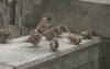 vipro-heim_251.gif