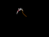 kama obuzyekuto.png