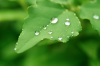 green-leaves_beiz.jp_M02312.jpg
